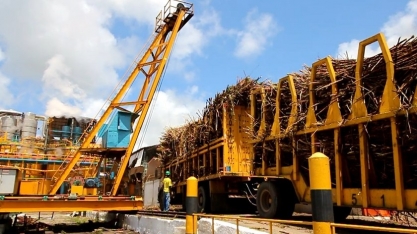Sindaçúcar-AL: safra 21/22 tem crescimento de 25,4% em comparação ao ciclo passado