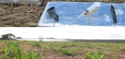 Estudos da Embrapa indicam estratégias para mitigar emissão de óxido nitroso no cultivo da cana-de-açúcar