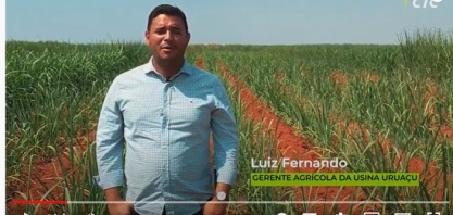 Variedade de cana modificada geneticamente já faz a diferença nos canaviais da Usina Uruaçu