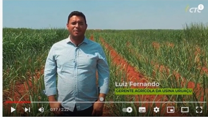 Variedade de cana modificada geneticamente já faz a diferença nos canaviais da Usina Uruaçu