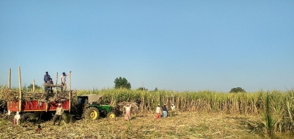 Açúcar: produção da Índia deve crescer para 34,7 mi toneladas em 2021/22