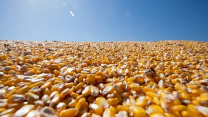 Investimento no aumento da capacidade produtiva das usinas de etanol a base de milho em MT fortalece muito a demanda