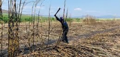 Açúcar: produção da África do Sul deve diminuir 7% em 2021/22