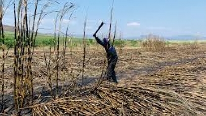 Açúcar: produção da África do Sul deve diminuir 7% em 2021/22