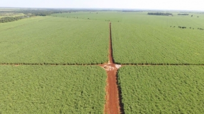 Estudo busca resistência à doença da folha amarela