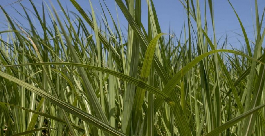 Cana Índia quer reduzir estoques (Bloomberg Creative Photos/Bloomberg)
