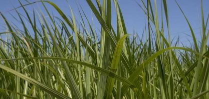 Índia busca evitar subsídios para exportações de açúcar