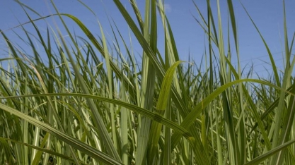 Índia busca evitar subsídios para exportações de açúcar