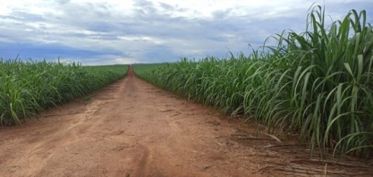 IAC apresenta três novas variedades de cana