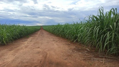 IAC apresenta três novas variedades de cana