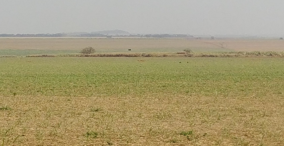 Canaviais fragilizados são mais impactados pelo ataque da cigarrinha