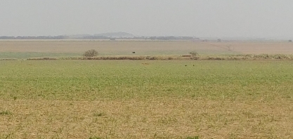 Canaviais do Centro-Sul chegam com pequeno porte na época das chuvas e mais frágeis ao ataque da cigarrinha