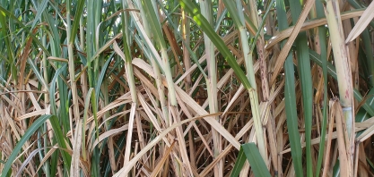 A necessidade de atualizar o Consecana, que passou a ser um sistema perde-perde