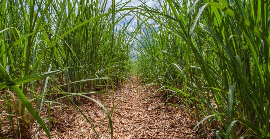 Safra de cana-de-açúcar do Brasil. (Foto: Daniel Popov)