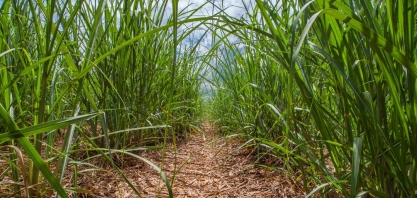 Consórcio com milho pode aumentar produção sustentável de cana-de-açúcar no Cerrado
