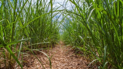 Consórcio com milho pode aumentar produção sustentável de cana-de-açúcar no Cerrado