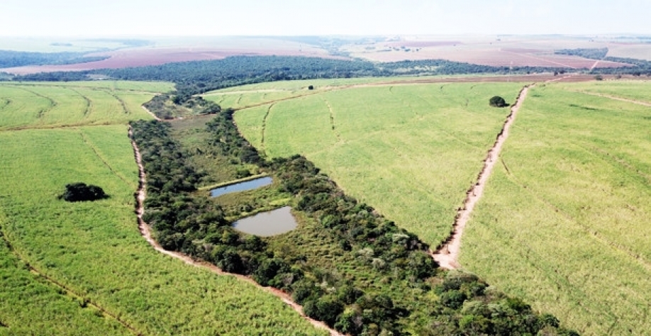 Além de ser de grande importância no combate às mudanças climáticas e até mesmo à preservação da própria vida humana, projeto “Semear” auxilia produtores rurais a se adequarem ao novo Código Florestal. Foto: Divulgação Usina Lins