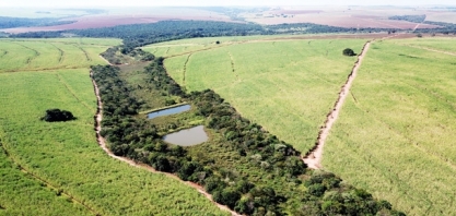 Em dez anos, projeto “Semear” da Usina Lins já plantou 852 mil mudas de árvores