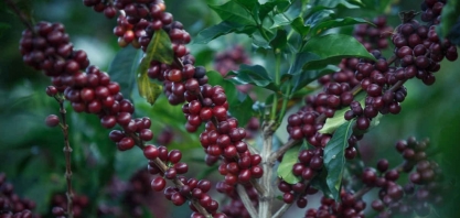 Café arábica recupera terreno na ICE, enquanto açúcar bruto recua