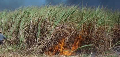 Incêndios queimam produtividade nos canaviais e recursos do produtor