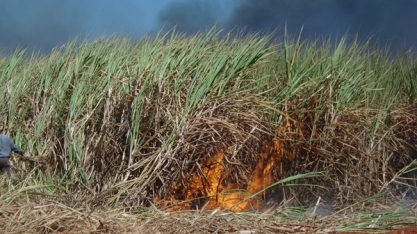 Incêndios queimam produtividade nos canaviais e recursos do produtor