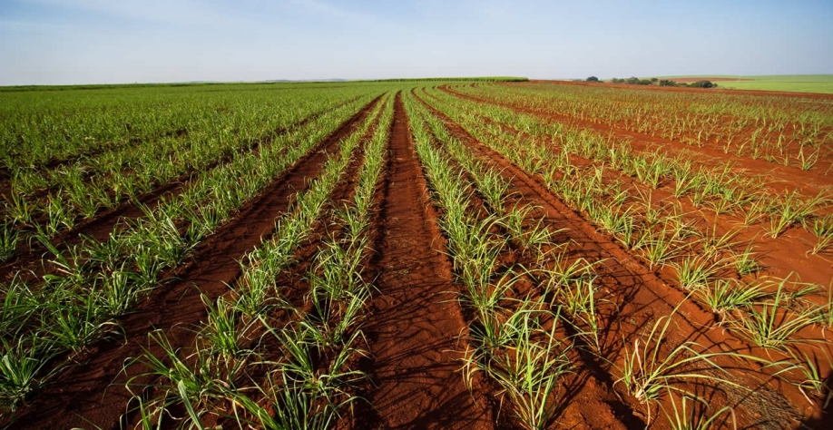 RenovaBio e Bonsucro já permitem que usinas e produtores comercializem créditos de sustentabilidade, possibilitam nova fonte de renda. Foto: Arquivo CanaOnline