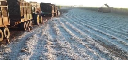 Produtividade agrícola dos canaviais do Centro-Sul despenca com as intempéries climáticas