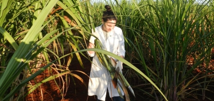 Plantas em uma mesma região podem se comportar como se estivessem em “fusos horários diferentes”