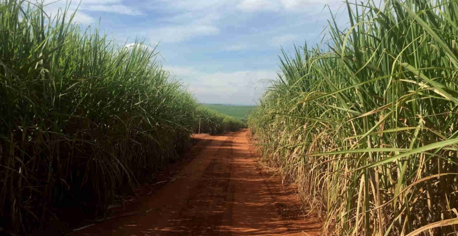 Cana nova deverá demorar para atingir área considerada ideal para aumentar produtividade (Imagem: REUTERS/Marcelo Teixeira/File)