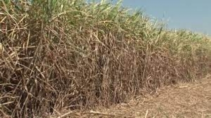 Sobra da moagem da cana vira matéria prima na indústria