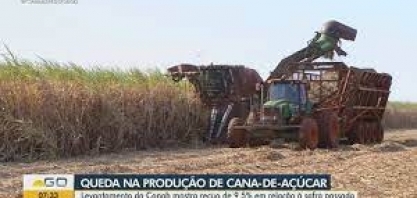 Levantamento aponta queda na produção de cana-de-açúcar em Goiás