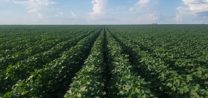 Experimento demonstra maior eficiência nutricional em soja com uso de Adubação Biológica no Rio Grande do Sul