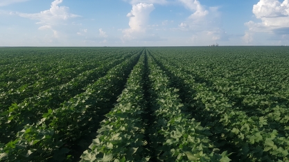 Experimento demonstra maior eficiência nutricional em soja com uso de Adubação Biológica no Rio Grande do Sul