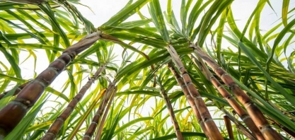 Unica divulga moagem de cana ate 1º outubro