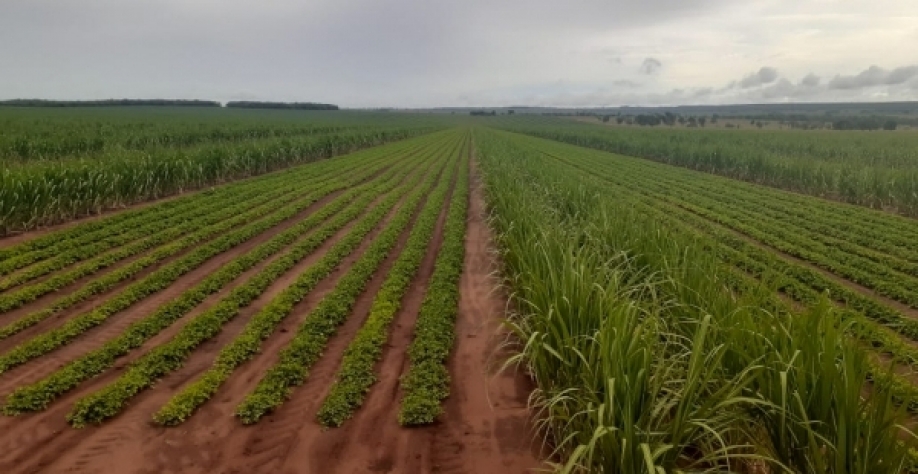 Produção de cana, soja e amendoim na Nardini em Aporé