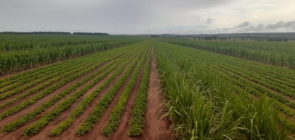 Neste dia 22, Nardini Agroindustrial lança pedra fundamental de sua unidade em Aporé, Goiás