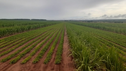 Neste dia 22, Nardini Agroindustrial lança pedra fundamental de sua unidade em Aporé, Goiás