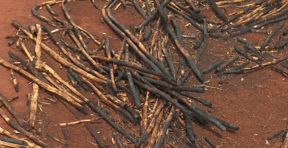 Canaviais estão sendo consumidos por queimadas — Foto: Reprodução/EPTV