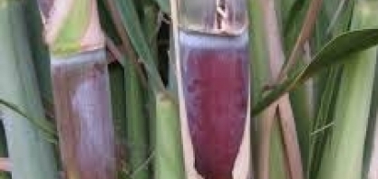 PIAUÍ – Técnicos realizam pesquisa sobre grãos e cana-de-açúcar