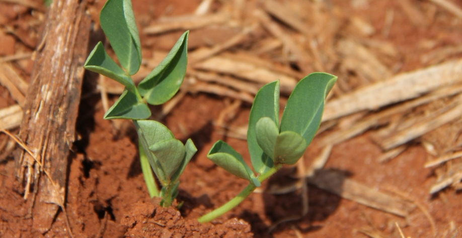 Os produtores esperam mais chuvas para intensificar o plantio de amendoim