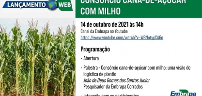 Consórcio cana-de-açúcar com milho: tecnologia será lançada na próxima quinta-feira (14)