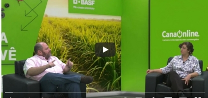 Confira entrevista sobre o Entigris - o inseticida inovador da BASF para o manejo da cigarrinha-das-raízes em cana-de-açúcar