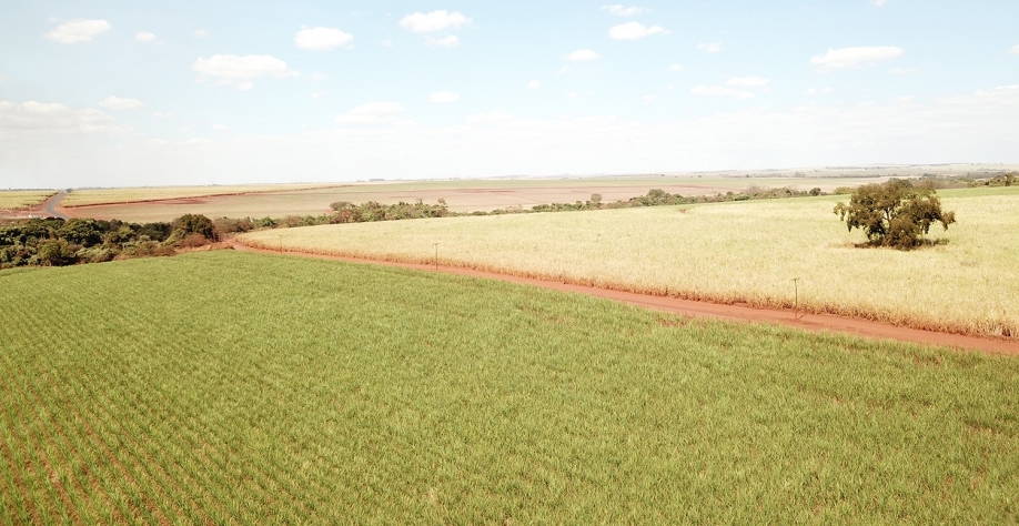 Comparativo entre área irrigada por gotejamento X área de sequeiro demonstra potencial da tecnologia. Foto: Divulgação Netafim