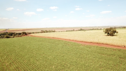 Com irrigação por gotejo, Usina Japungu e Usina Bevap registram produtividade superior a 100 tch em canaviais acima de dez cortes  