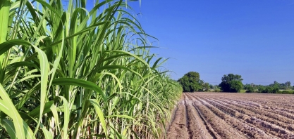 Pesquisadores da PUC Go otimizam a cadeia produtiva da cana-de-açúcar em Goiás