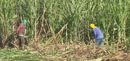 Saiba mais sobre a colheita de cana em Alagoas e em Pernambuco