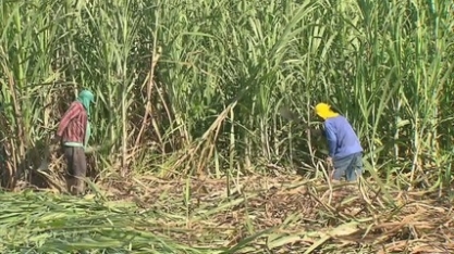 Saiba mais sobre a colheita de cana em Alagoas e em Pernambuco