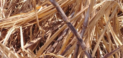 As unidades que encerraram a safra até o final de setembro tiveram uma redução de moagem em relação à safra passada de 24,2%