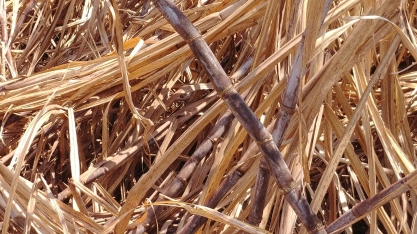 As unidades que encerraram a safra até o final de setembro tiveram uma redução de moagem em relação à safra passada de 24,2%