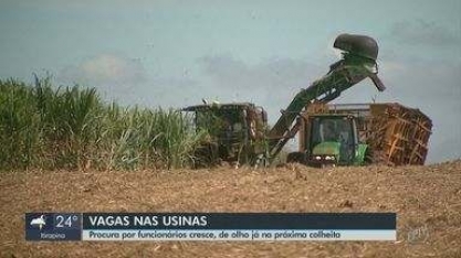 Safra de cana-de-açúcar movimenta procura por funcionários para a próxima colheita